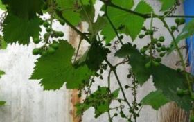 一胎属牛二胎属龙好吗?属牛属龙性格怎么样?缩略图 一胎属牛二胎属龙好吗?属牛属龙性格怎么样?