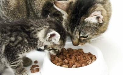 生肖猪2023年运势及运程详解 属猪人2023年全年每月运势插图