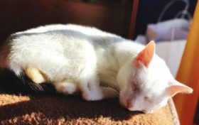 什么属相不能摆放招财猫 都有哪些属相缩略图 什么属相不能摆放招财猫,都有哪些属相