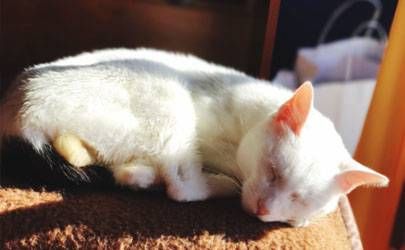 什么属相不能摆放招财猫 都有哪些属相插图