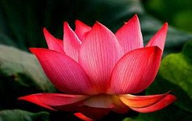 生肖牛羊相冲如何化解 牛羊属相相冲对谁不好缩略图 生肖牛羊相冲如何化解 牛羊属相相冲对谁不好