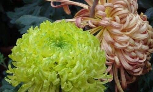 丁火遇辛丑流年运势 辛丑日命主的性格特征插图