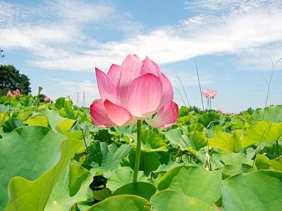 农村院子风水宅子大忌 种鸿运当头插图