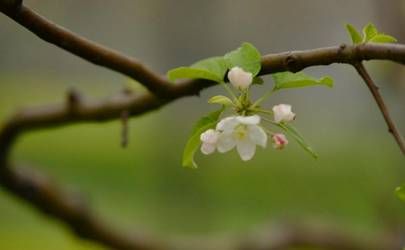 生肖属牛的人正月初一春节出生好不好 命运好吗？插图