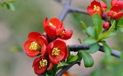 属虎的老板招什么属相的员工好插图