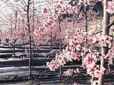 99年属兔的正缘什么时候到 属兔男和十二生肖属相的婚配指数插图