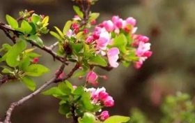 一胎生肖属蛇二胎可不可以属猪?二胎的生育津贴缩略图 一胎生肖属蛇二胎可不可以属猪?二胎的生育津贴