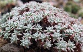 2023年上半年桃花运势最旺的星座缩略图 2023年上半年桃花运势最旺的星座
