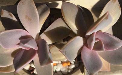 兔年大年初四需要拜神吗 拜神时准备那些贡品比较好插图