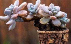 属狗哪日出生是上等命 属狗人几日出生最好?缩略图 属狗哪日出生是上等命 属狗人几日出生最好?