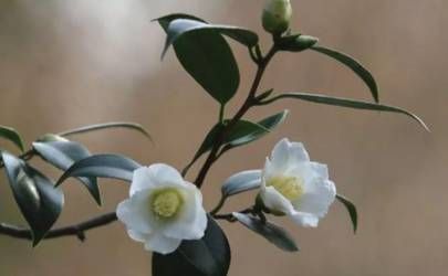 生肖马男是早婚好还是晚婚好 多大年纪结婚最合适插图