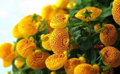 2023年7月19日特吉生肖运势 2023年7月19日老黄历插图