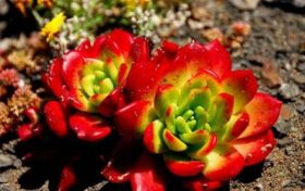 2023年正缘桃花旺的四大生肖 2022桃花运最旺的是哪几个生肖缩略图 2023年正缘桃花旺的四大生肖 2022桃花运最旺的是哪几个生肖