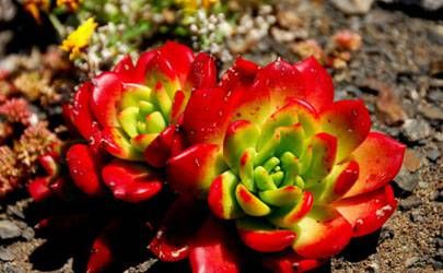 2023年正缘桃花旺的四大生肖 2022桃花运最旺的是哪几个生肖插图