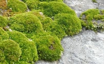 虎年寅时出生 寅时出生的属虎人命运插图
