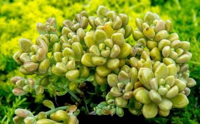 虎和兔相冲相合吗 生肖虎和生肖兔的配对指数插图