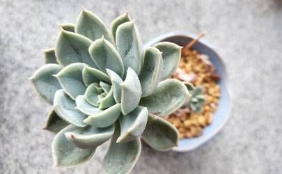 兔和兔的属相合不合 兔与兔的婚姻相配吗插图