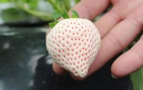 几月的马比较好命?属马出生几日富贵命缩略图 几月的马比较好命?属马出生几日富贵命