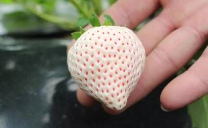 男孩子十一月蛇怎么样 蛇男几月生最好插图