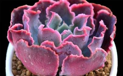 命理中的驿马星代表哪些信息？命带驿马是好事还是坏事插图