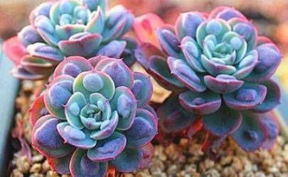 十二生肖中 最不会虚情假意的3个生肖！日日顺心如意插图