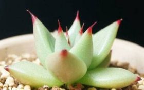 最旺属虎人的客厅摆件大全 家中摆放什么最好缩略图 最旺属虎人的客厅摆件大全 家中摆放什么最好