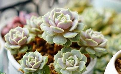 三处有痣菩萨转世 最有佛缘的痣长在哪里插图
