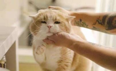 十二生肖里有属猫的吗 为什么12生肖里没有猫猫插图