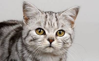 什么属相不能养猫 这几个生肖的人千万不能养猫插图