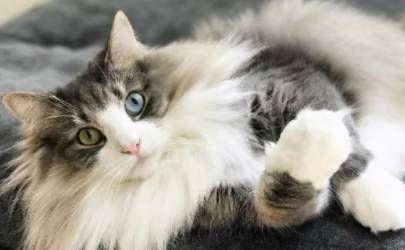 什么属相不能放招财猫 不适合用招财猫的属相插图