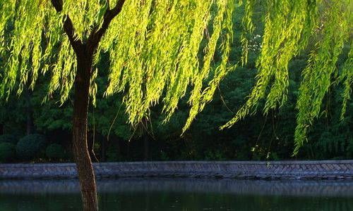 属鼠的人命运怎么样 属鼠的人几点出生最好插图