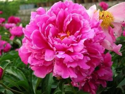 命带金桃花的八字特征 八字带桃花的人是不是都漂亮插图