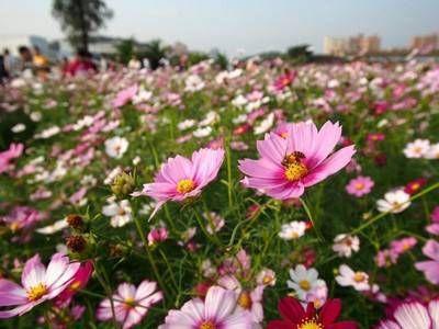 命里横死的人的原因 为什么说八字纯阳的人易横死插图