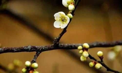 生肖和五行的关系 生肖属鼠的五行属性是什么插图