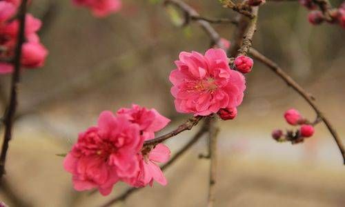 财禄是什么意思  禄神如为用神必科发福旺插图