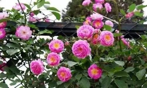 属虎和属兔的婚姻怎么样 属虎的生肖婚配表大全插图
