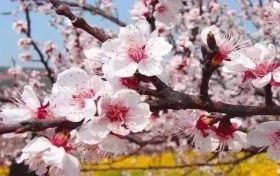 男命八字命带七杀 男命八字比肩劫财过旺缩略图 男命八字命带七杀 男命八字比肩劫财过旺
