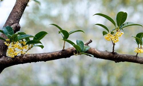 卧室风水摆放如何旺财 床头柜摆放绿植插图