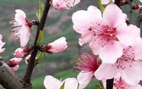 伤官合杀的成立条件 八字伤官合杀表示什么缩略图 伤官合杀的成立条件 八字伤官合杀表示什么