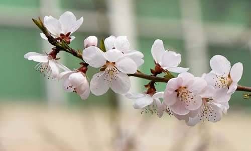 食神和伤官谁更强 食神和伤官代表什么插图