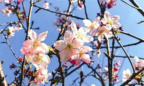 食伤生财格成立条件插图