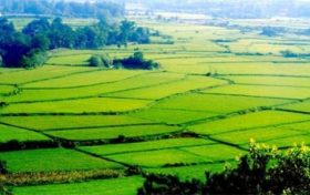 牛年出生性格特征 壁上土命运势好缩略图 牛年出生性格特征 壁上土命运势好