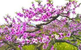 生辰八字看你一生财运大全 命中财大走比劫运缩略图 生辰八字看你一生财运大全 命中财大走比劫运