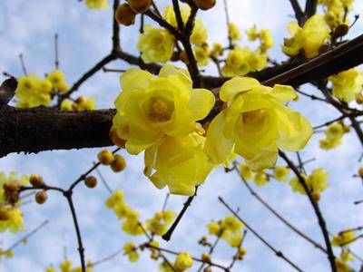 分析女命适宜晚婚的八字有哪些  日主生在食伤月份插图