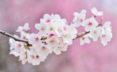 十二生肖夏至旺运诀窍插图