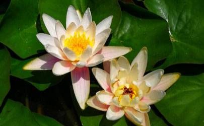 未来30天走财运的生肖插图