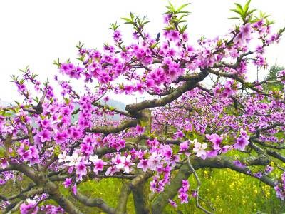 桃花带羊刃是不是好事 有什么说法吗插图