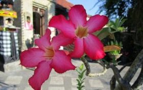 土命人需要注意什么 土命人的生活禁忌缩略图 土命人需要注意什么 土命人的生活禁忌