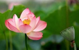 喜欢吃回头草的生肖有哪些?缩略图 喜欢吃回头草的生肖有哪些?