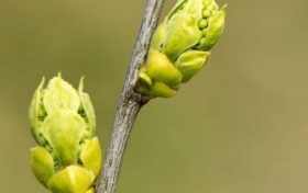 卯酉相冲的结果是什么?卯酉相冲如何化解缩略图 卯酉相冲的结果是什么?卯酉相冲如何化解